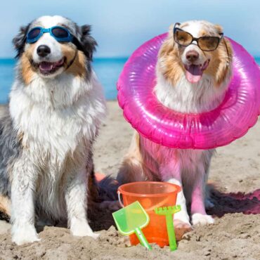 Easy Dog: vacanza active con il tuo cane!